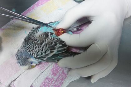 Удаление опухоли копчиковой железы у попугая